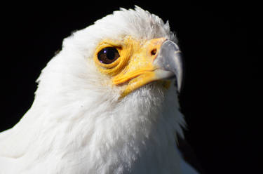 Haliaeetus Albicilla