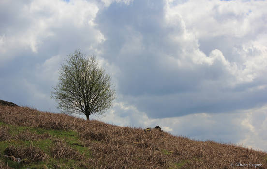 Spring Tree