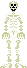 Skeleton