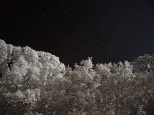 Night Sky (IR)