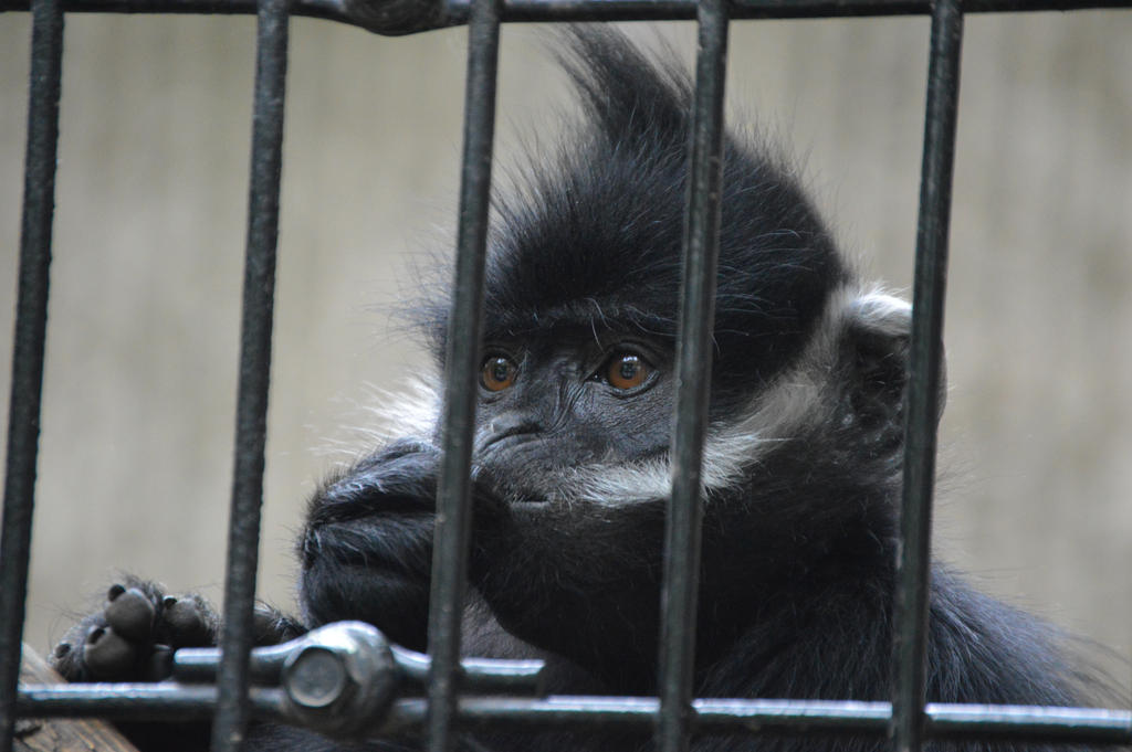 Concentrating Monkey by Castishell on DeviantArt