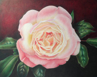 White Rose in Colored Pencil