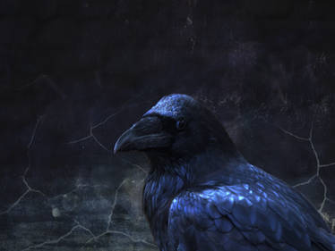 Blue raven