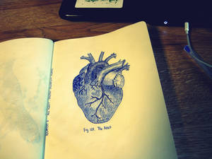 heart anatomical sketch