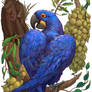 Hyacinth Macaw / Anodorhynchus hyacinthinus