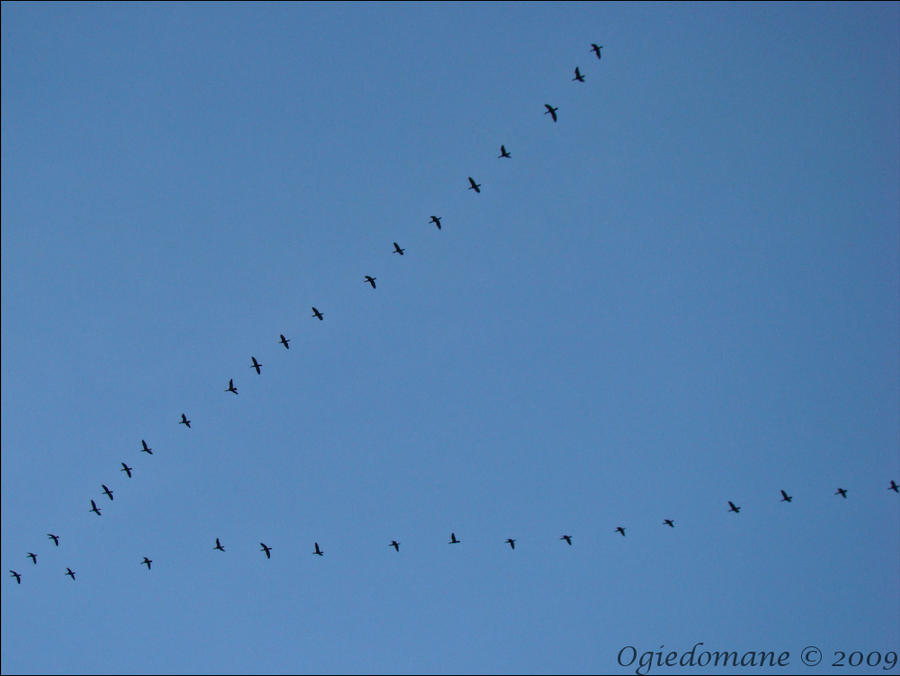 Flight Head Pattern flight pattern by ogiedomane on DeviantArt