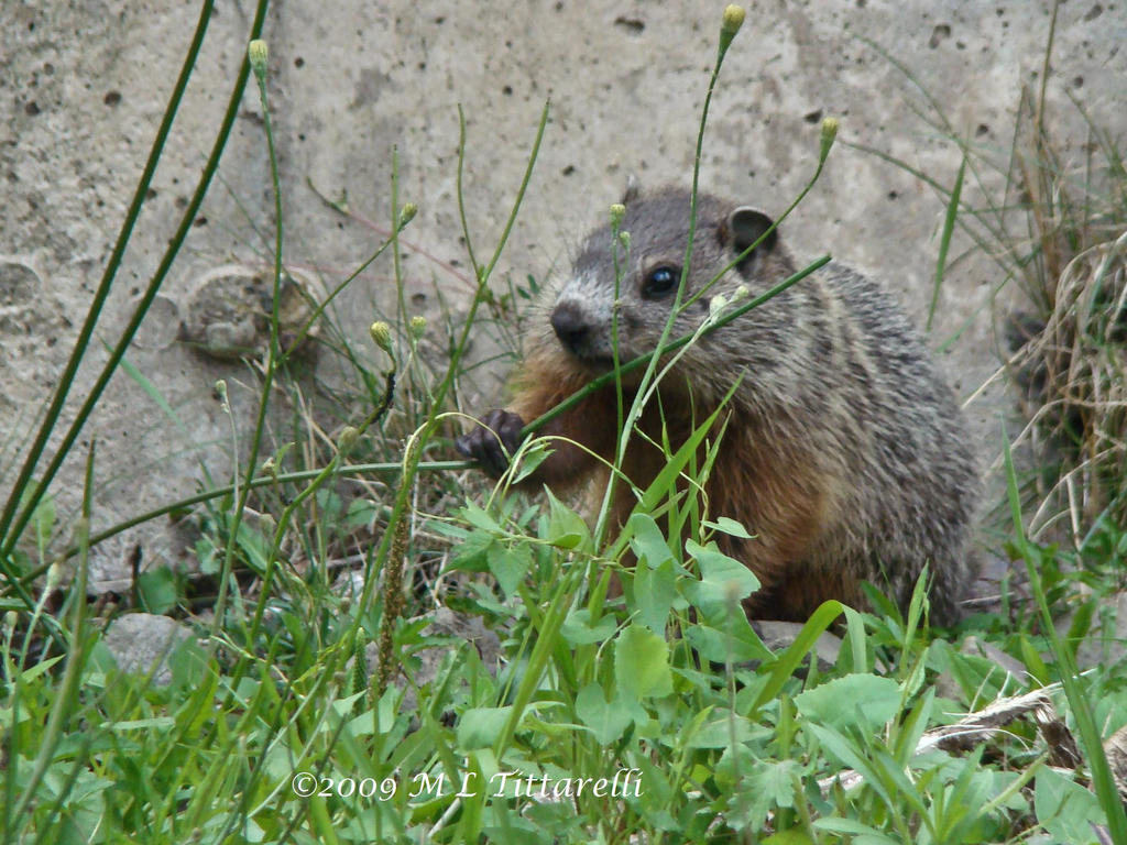 woodchuck