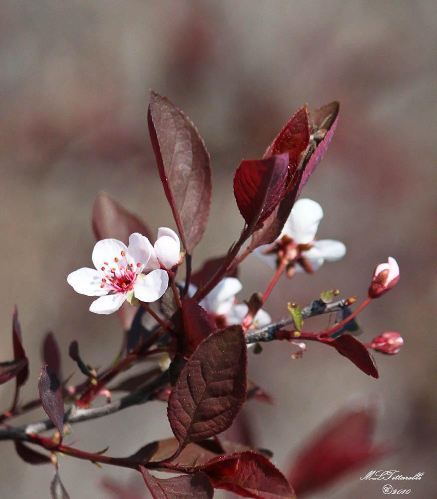 blossom