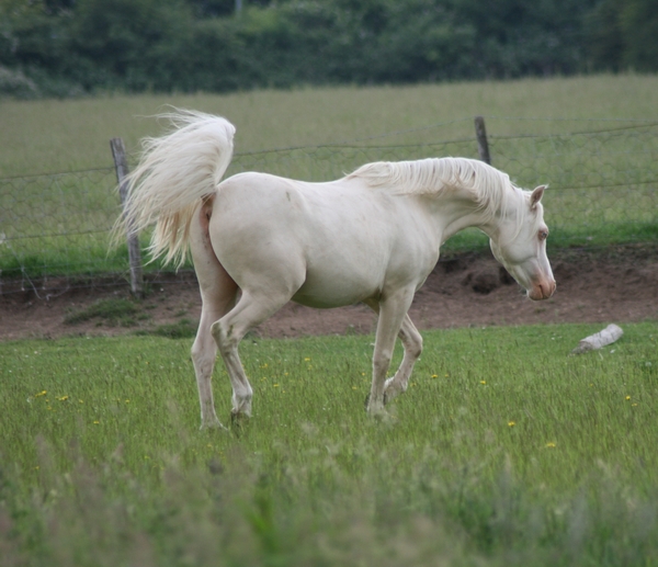 The white stallion