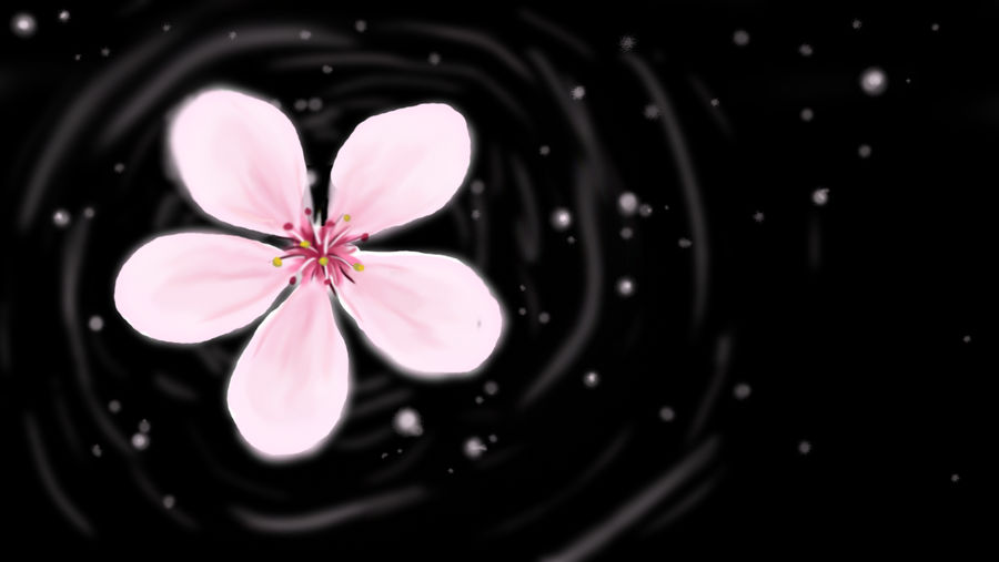 Cherry Blossom in a Void
