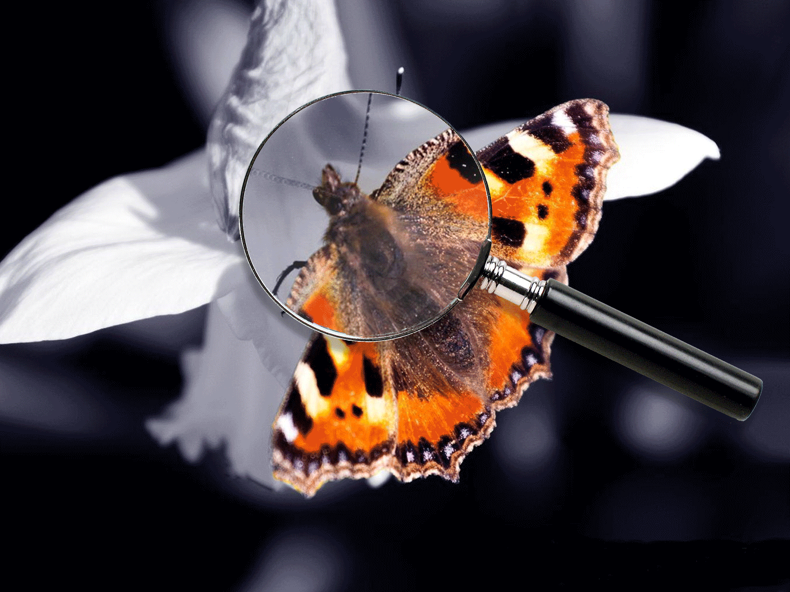 Effet Loupe Gif By Julia Huber On Deviantart Effet Loupe Gif By Julia Huber On Deviantart