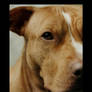 Pit Bull - Gracie