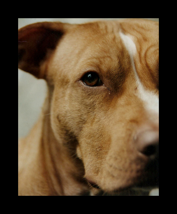 Pit Bull - Gracie