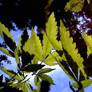 Weed Leaves