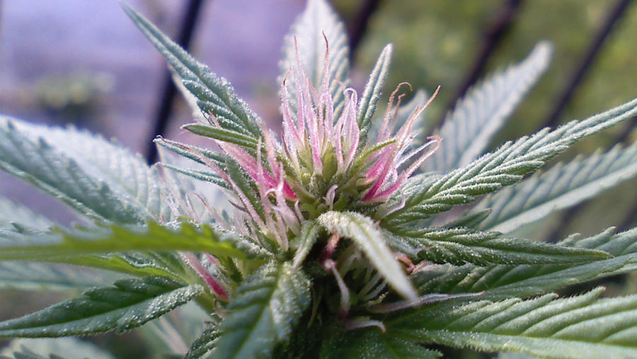 Marijuana Plants- Pink Hairs