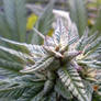 Marijuana Plants- Snowy Bud