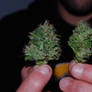 Marijuana Plants- Wet Nugs