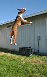 Flying Pit Bulls