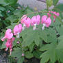 Bleeding Hearts 2