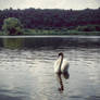 swan on the lake near forest