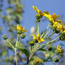 Bee and flower