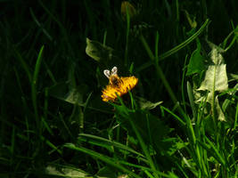 Bee on a dandelion