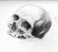 Skull Study 1.1