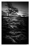 dark meadow by Bexter2k5