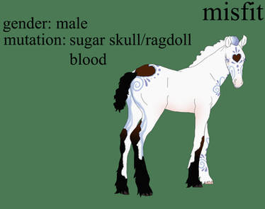 Misfit Foal for Me