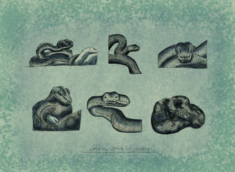 Snake Study 01