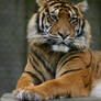 Sumatran Tiger 1