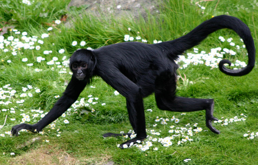 Spider Monkey Deviantart Spider Monkey - Version 2.1 by amerindub on DeviantArt