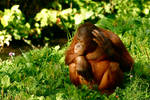 Dublin Zoo 5 by amerindub