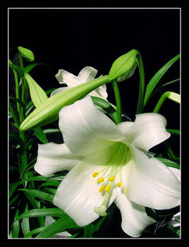 White Lilly