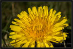 Little dandelion by chorage