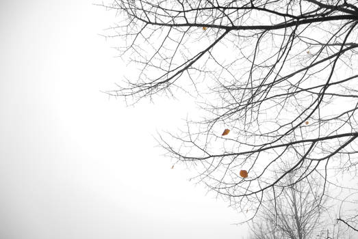 last leaves