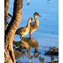 Plumed Whistling Ducks