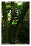 Tree Frog by scottb