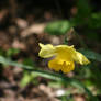 Yellow Flower