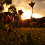 Clover in the Sunrise (Ticino, Switzerland)