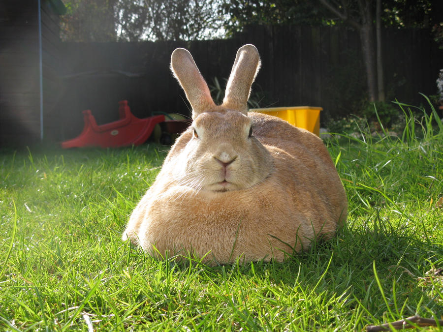 Fat Rabbit by WhisperingWonderWolf on DeviantArt