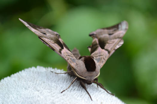 Hawk Eye Moth