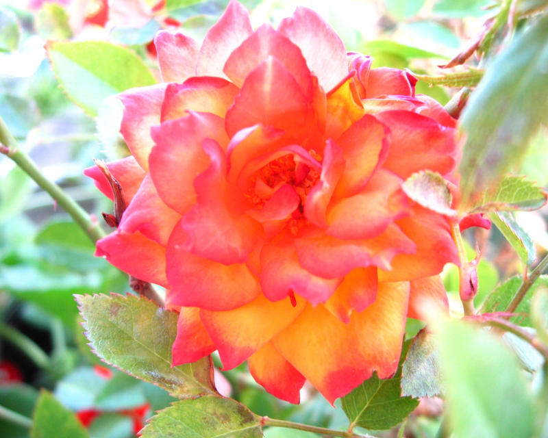 Soft Roser Soft rose by PhaedraCasadio on DeviantArt