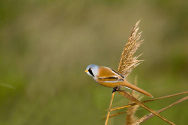 Bearded Tit