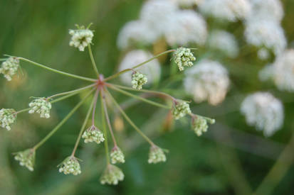 Green July