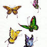 Butterfly- colors 1