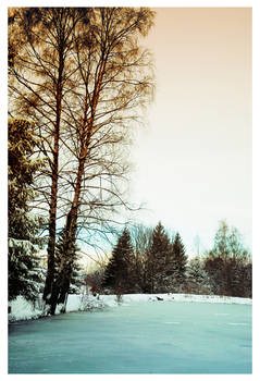Schlipak forest