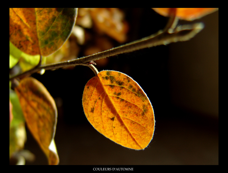 Colors of autumn