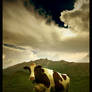 Just a cow