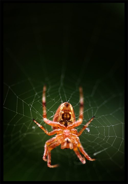 Arachna